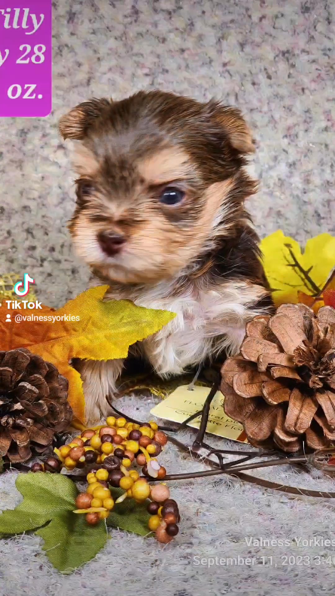 Tilly AKC in Washington, District of Columbia