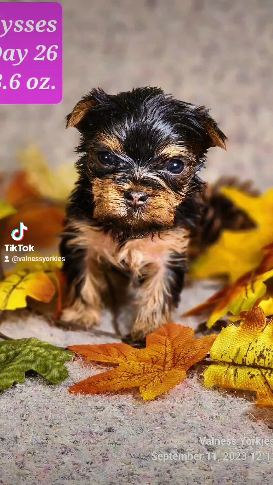 Ulysses AKC in Washington, District of Columbia