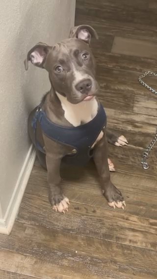Blue Nose Pit Bull Puppy in Columbia, South Carolina