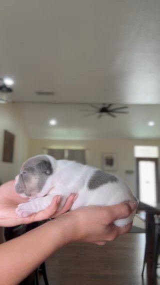 Male French Bulldog in Odessa, Texas