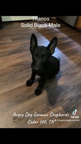 SOLD! AKC Solid Black German Shepherd Puppy in Nashville, Tennessee
