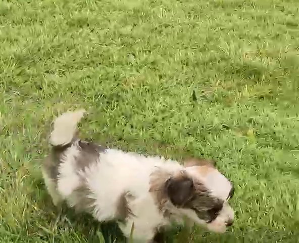 Parti Morkie Boy in Nashville, Tennessee