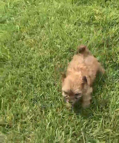 Morkie Girl in Nashville, Tennessee