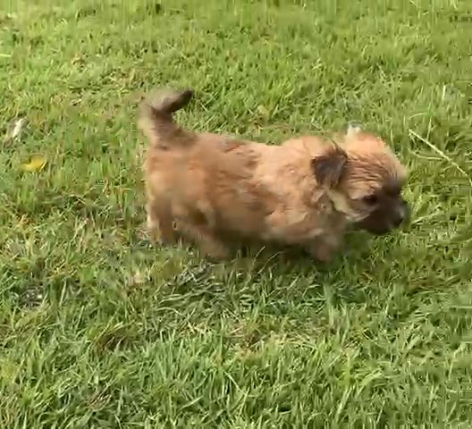 Morkie Girl in Nashville, Tennessee