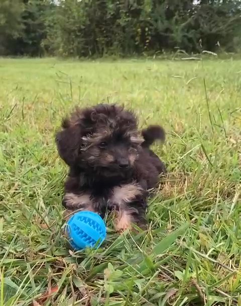 Yorkipoo Girl in Nashville, Tennessee