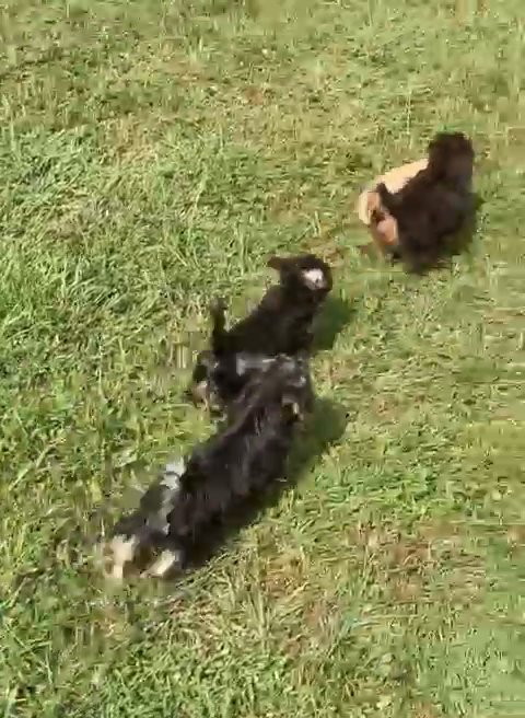Yorkipoo Girl in Nashville, Tennessee