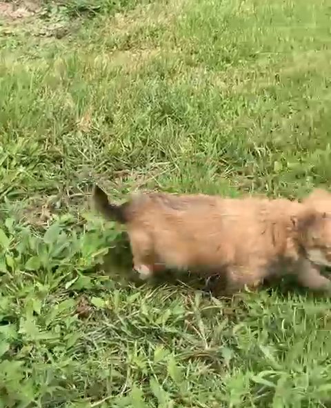 Morkie Girl in Nashville, Tennessee