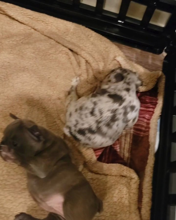 Puppy Love in San Jose, California