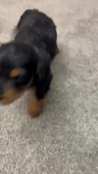 Puppy in Baltimore, Maryland