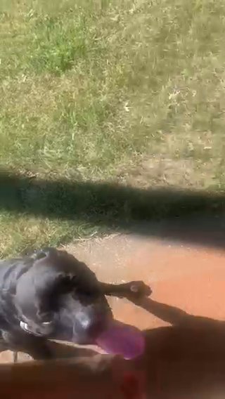 3 Year Old Lab Pit Mix Pup in Cincinnati, Ohio