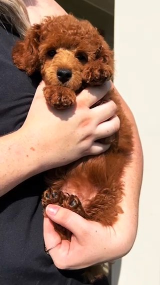 Bluey Purebred Red Toy Poodle in Huntsville, Alabama