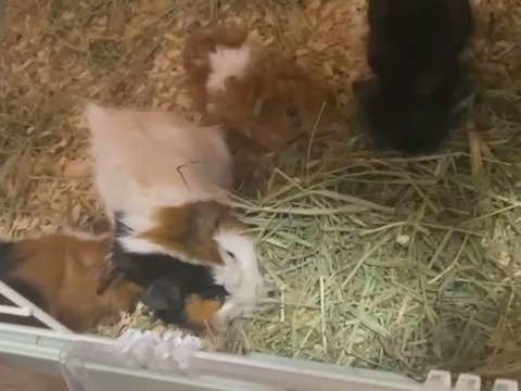 Six Pigs, Two Cages, Play Pen And Half Bag Of Pine Shavings. in Hickory, North Carolina