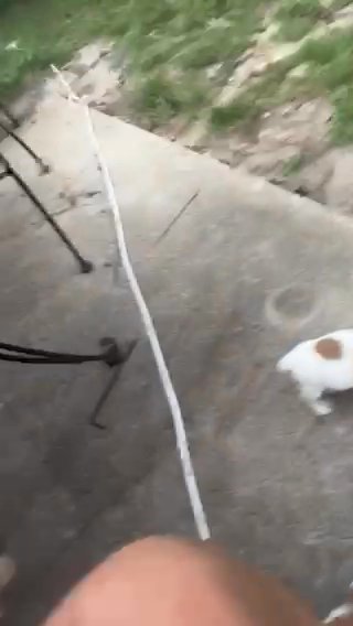Jack Russell Shorties in Douglas, Georgia