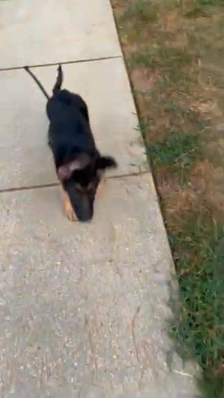 AKC German Shepherd Puppy in Raleigh, North Carolina