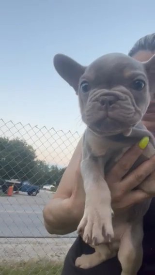 Isabella & Tan French Bulldog in Boston, Massachusetts