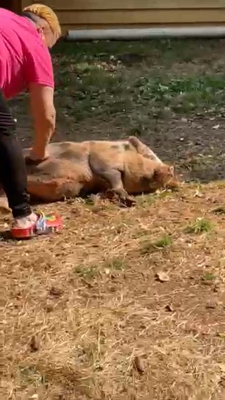 Juliana Pigs in Cartersville, Georgia