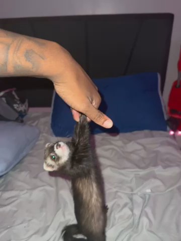 Finding Stormi A Great Home (FERRET) in Newark, New Jersey