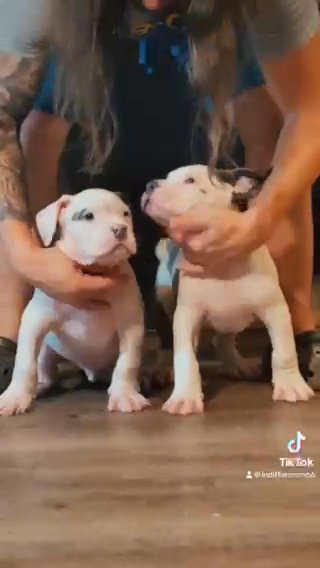 XL American Bullies in Nashville, Tennessee