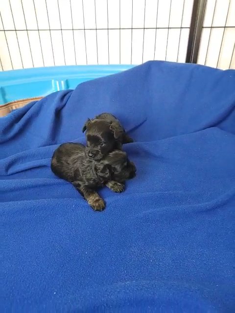 AKC Miniature Schnauzer in Cambridge, Maryland