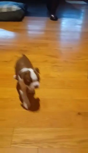 Boston  terrier  11 weeks  old  akc in Clemson, South Carolina