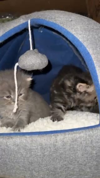 Persian Dollfaced Kittens in Redwood City, California