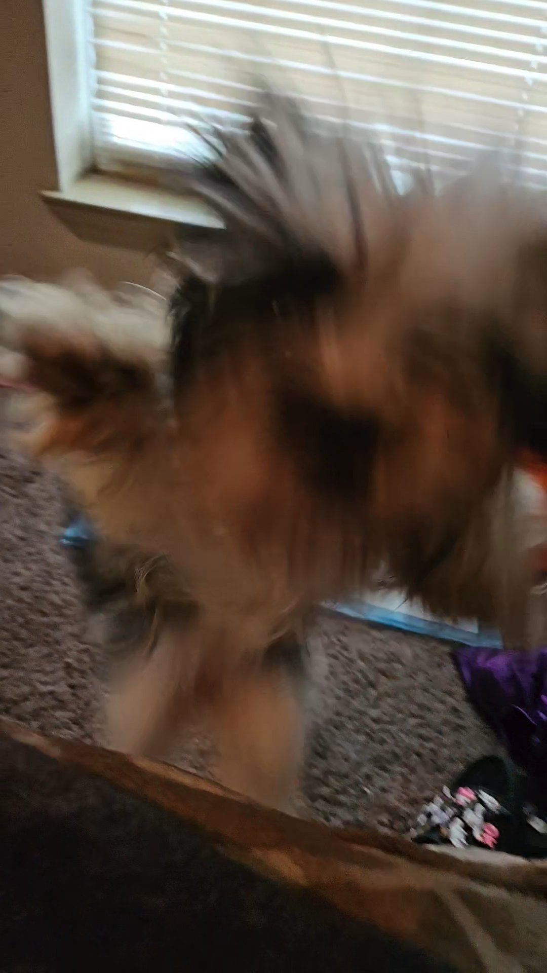 Shih tzu Rehome in New Orleans, Louisiana