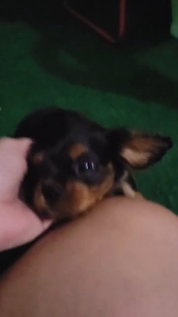 a Black and Tan Cavalier King Charles Spaniel in Carthage, Missouri