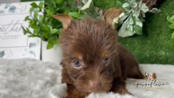 Timón The Yorkie in Goldsboro, North Carolina