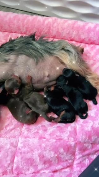 AKC Yorkies in San Jose, California