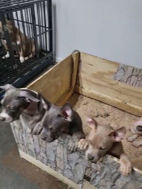 American Bully Puppies in Marion, Illinois