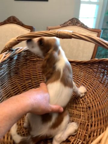Oliver in Tulsa, Oklahoma
