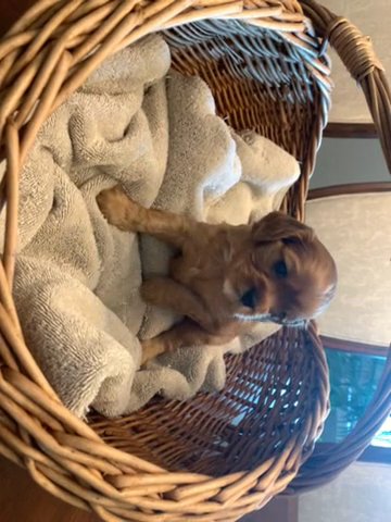 Cinnamon in Tulsa, Oklahoma