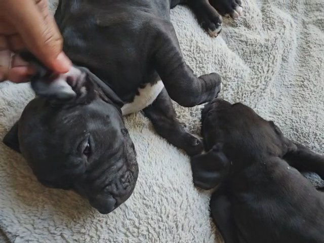 American Bully Pitbull Mix 2 Month Puppies in Las Vegas, Nevada