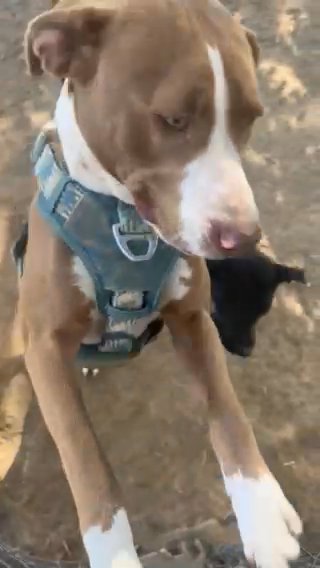 Pup Needs A Forever Home in Hopkinsville, Kentucky