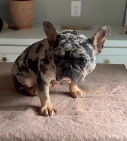 Beautiful Merle French Bulldog in Douglasville, Georgia
