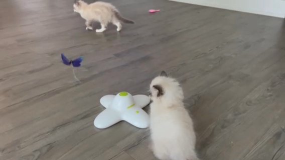 Ragdoll Kittens in Glen Cove, New York