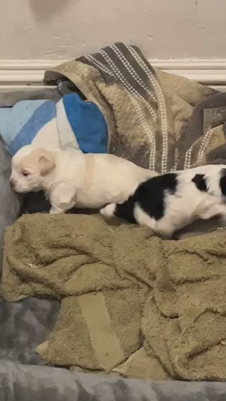 Puppies For Sale in Chicopee, Massachusetts