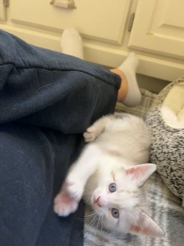 Rescue Kittens Ready For Homes! in Omaha, Nebraska