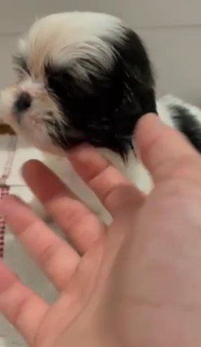 ********SOLD******Joseph AKC male Shih Tzu in Ocala, Florida