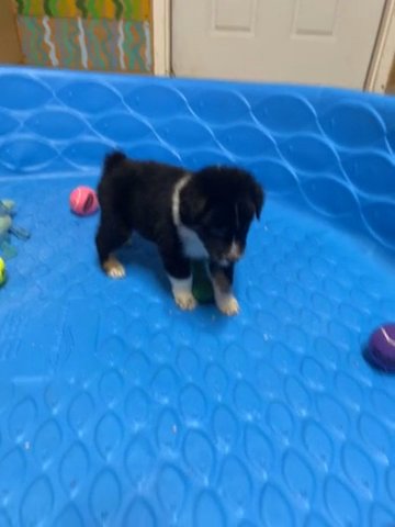 Australian Shepherd Male in Ocala, Florida