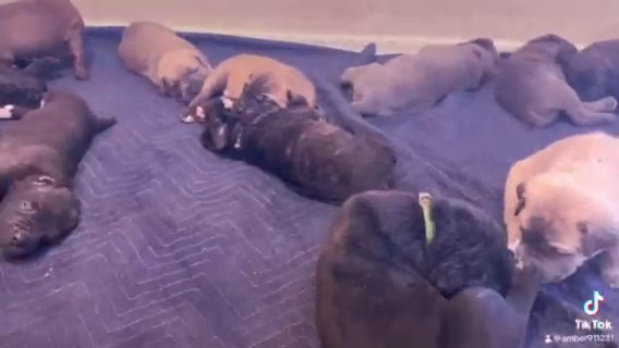 Cane Corso in Glendale, Arizona