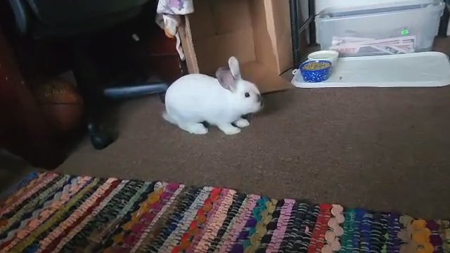 Adorable Young Rabbit, Snow in Pottstown, Pennsylvania