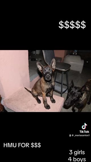 Belgian Malinois in Los Angeles, California