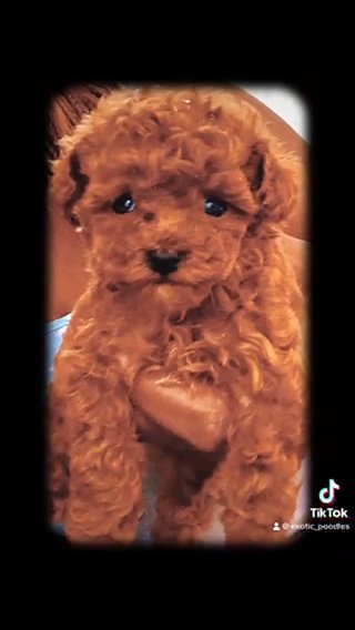 Toy Poodle in Elkton, Maryland