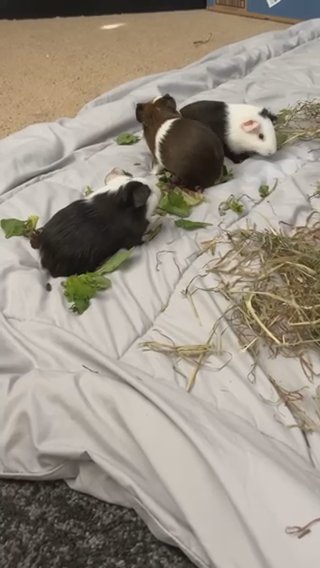 Guinea Pigs in Bethesda, Maryland