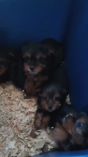 Lillie's Yorkie Puppies in Cleveland, Ohio