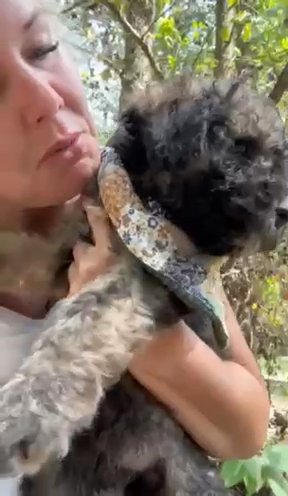 Ouiser / Standard sheepadoodle in West Monroe, Louisiana