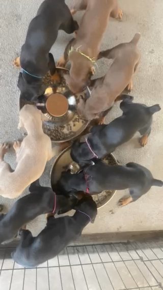Doberman Pups For Sale in Montclair, California