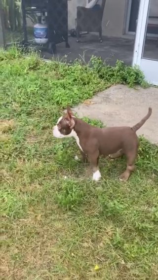 Female Bully in Cape Coral, Florida