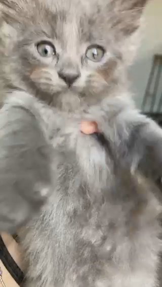 nebelung in Phoenix, Arizona